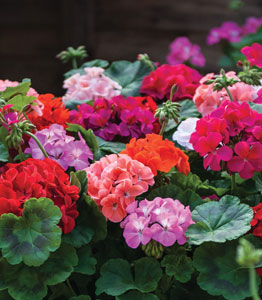 Geranium 'Jackpot Mixed'</br>FROM £12.99