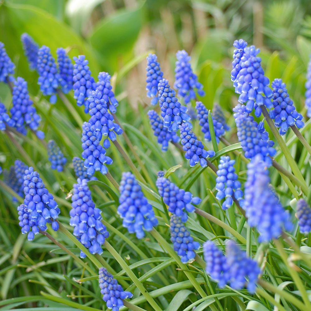 Spring Flowering Bulb Collection Thompson Morgan