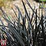 Ophiopogon Planiscapus Nigrescens Plants Thompson Morgan