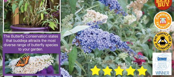 Buddleja 'Buzz'® Collection