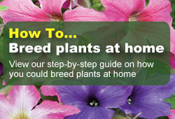 How To Breed Plants At Home