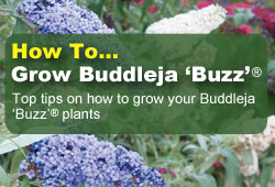 How To Grow Buddleja 'Buzz'