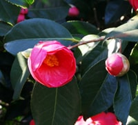 camellia