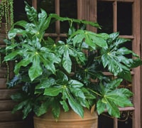 fatsia