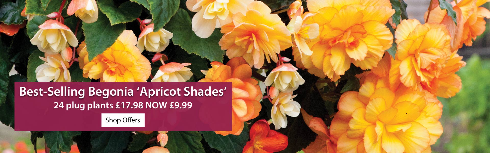 Begonia Apricot Shades