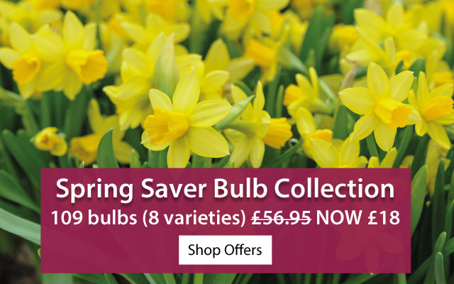 Spring Saver Bulb Collection