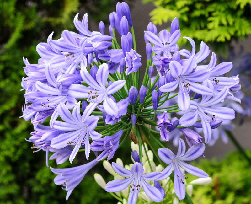 Agapanthus 'Donau'