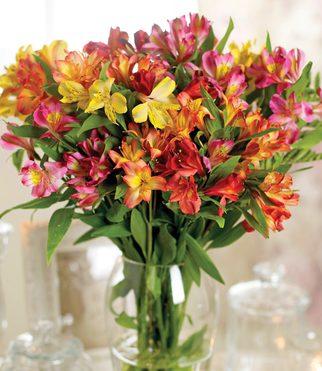 Alstroemeria 'Garden Hybrids'