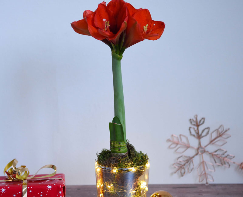 Amaryllis in LED Pot