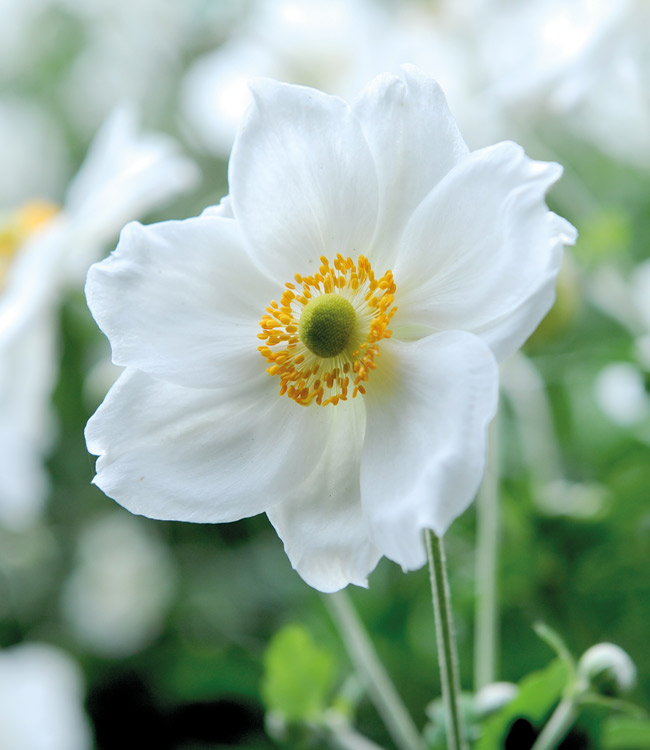 Anemone 'Honorine Jobert'