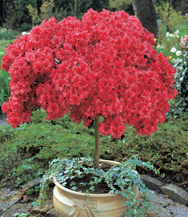 Azalea 'Japanese Red'