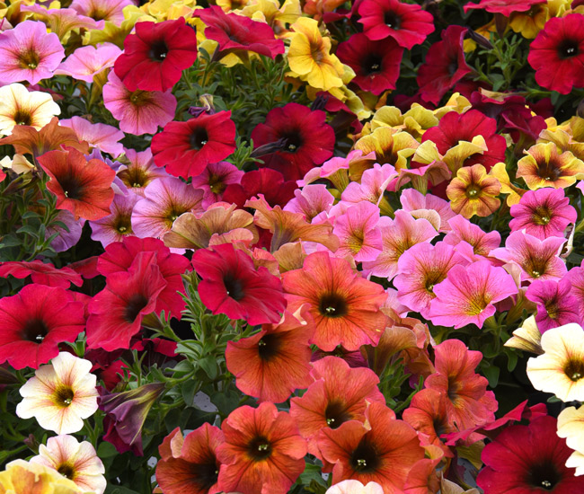 Bedding Plants