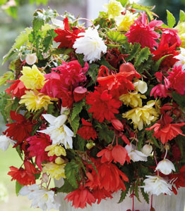 Begonia Bumper Pack</br>FROM £16.99