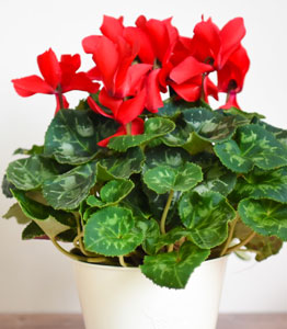 Cyclamen 'Christmas Wish'</br>FROM £12.99