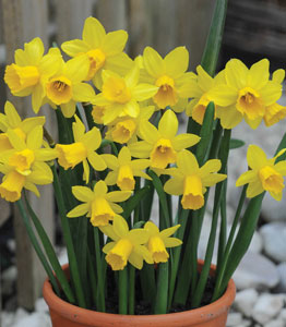 Narcissus Collection</br>FROM £14.99