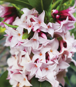 Daphne 'Perfume Princess'</br>FROM £16