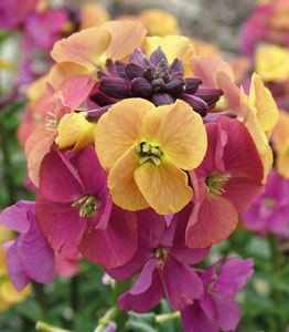 Erysimum 'Artist Paintbox'</br>FROM £16.99