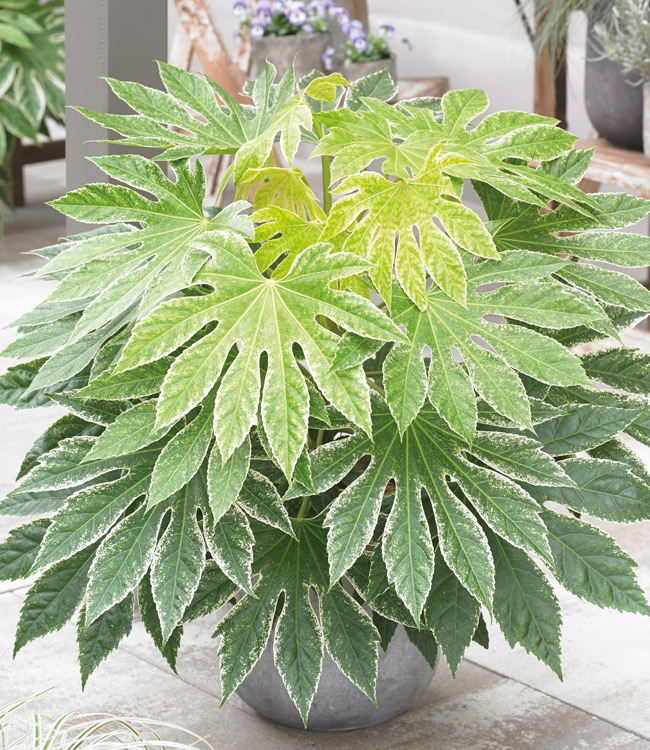 Fatsia 'Spiders Web'