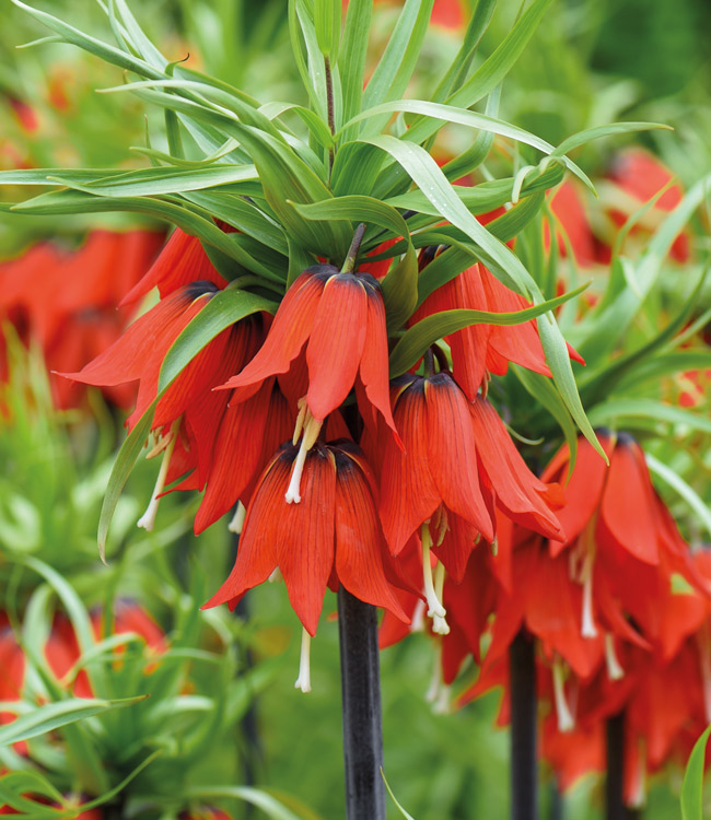 Fritillaria imperialis 'Red'