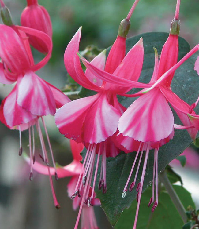 Фуксия pink marshmallow фото