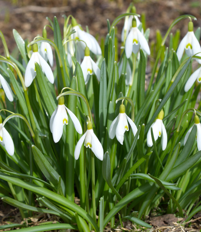 Galanthus woronowii