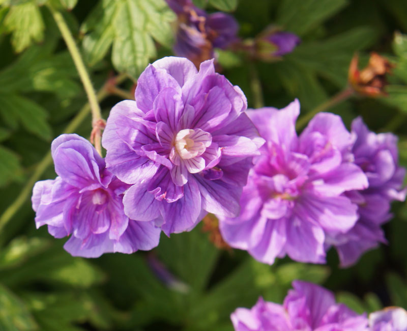 Geranium 'Birch Double'