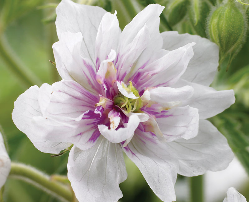 Geranium 'Double Jewel'