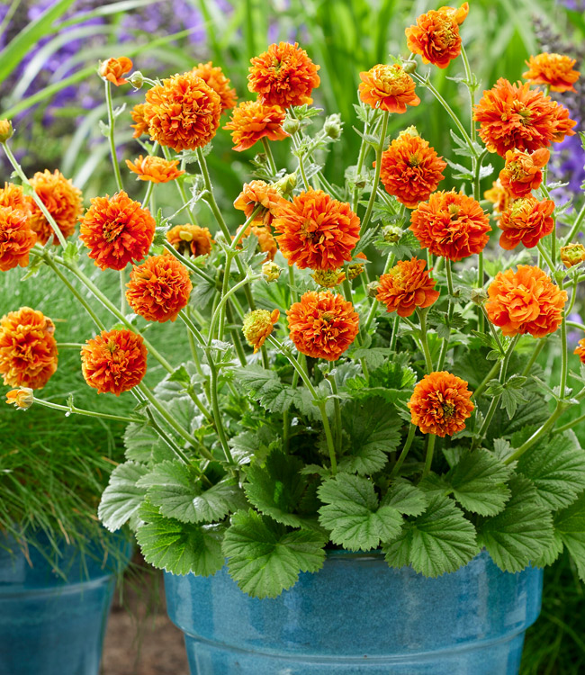 Geum 'Orange Pumpkin'