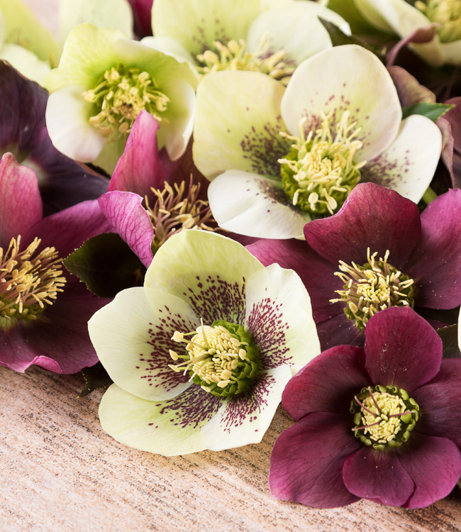 Hellebore 'Mixed'