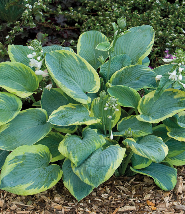 Hosta Decorative Collection