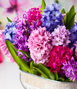 Hyacinth 'Berries and Cream Mixture'</br>FROM £9.99