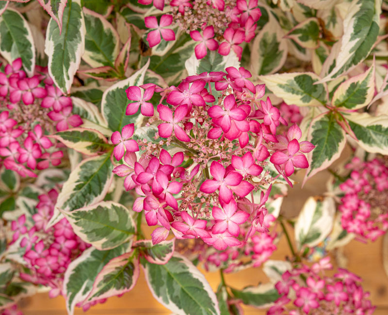 Hydrangea 'Euphoria Pink'