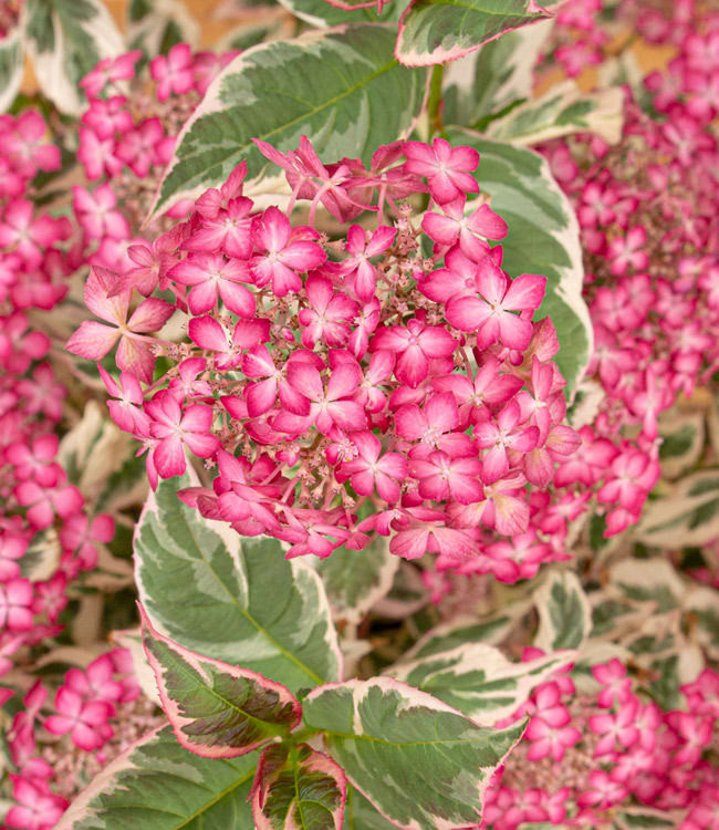 Hydrangea 'Euphoria Pink'