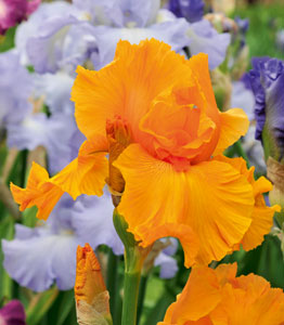 Iris 'Reblooming Collection'</br>FROM £19.99