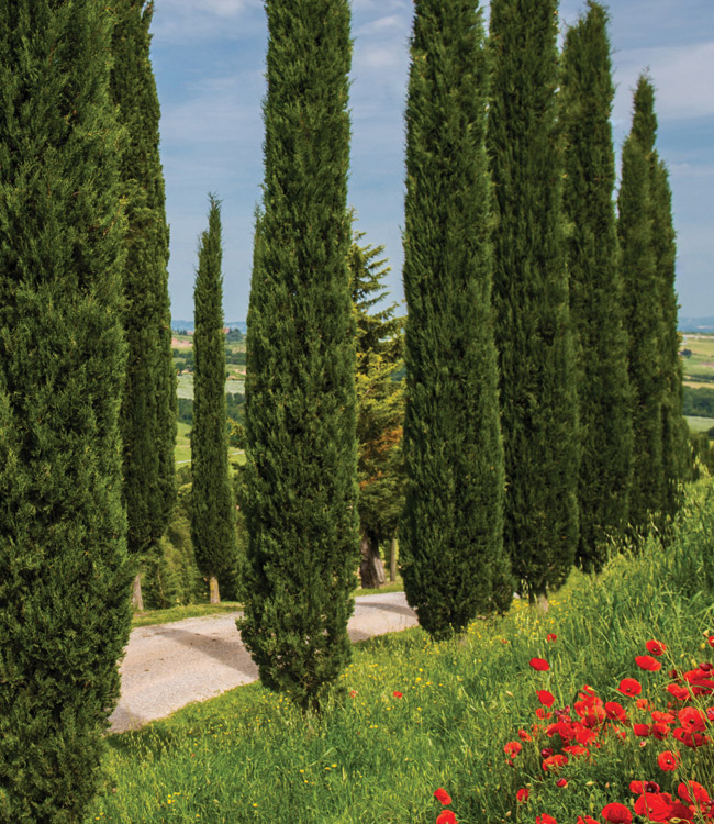 Italian Cypress