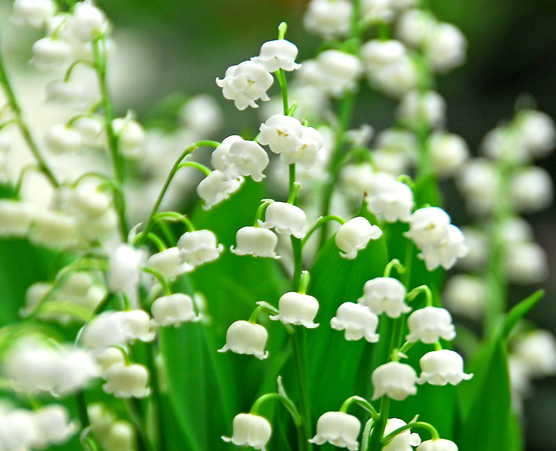 Lily of the Valley