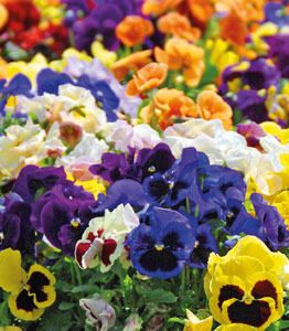 Pansy 'Matrix™ Mixed'</br>FROM £9.99