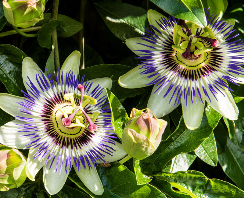 Passiflora caerulea