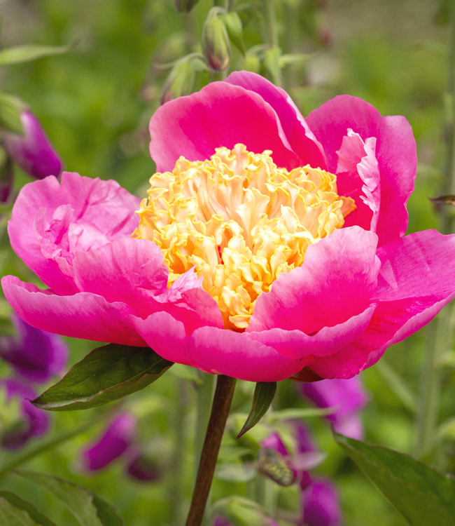 Peony 'Doreen'