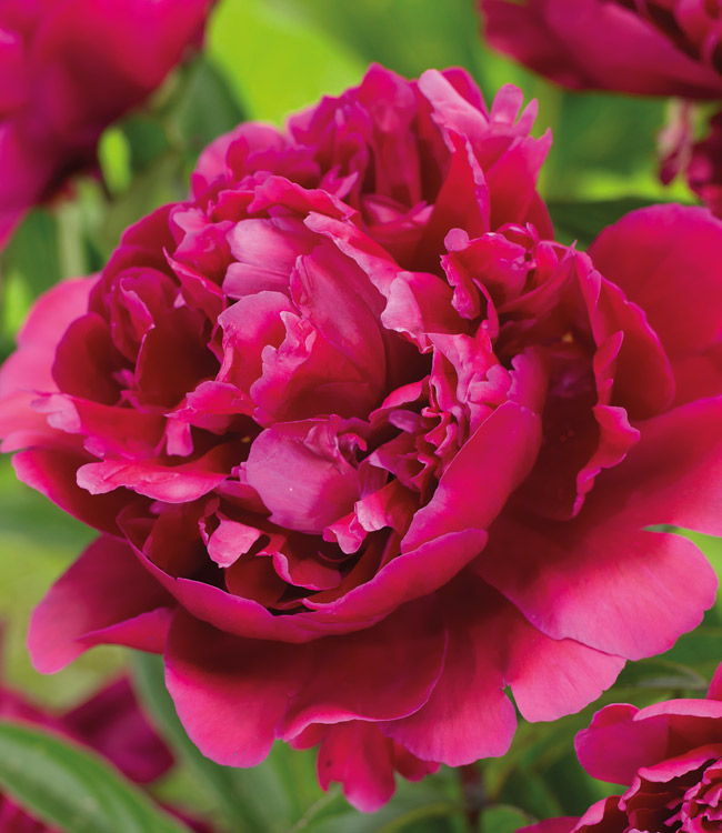 Peony 'Karl Rosenfield'