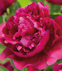 Peony Trio</br>FROM £14.99