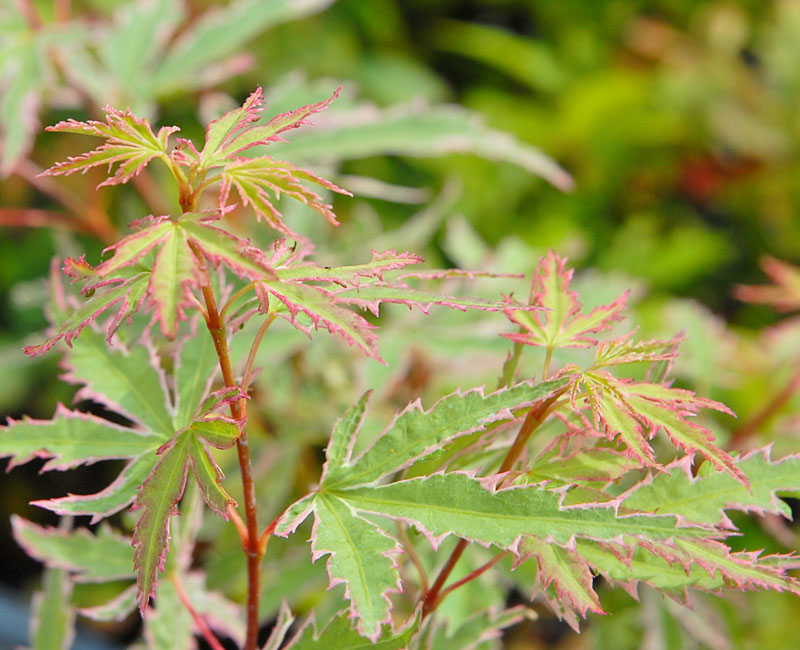 Acer palmatum 'Butterfly'