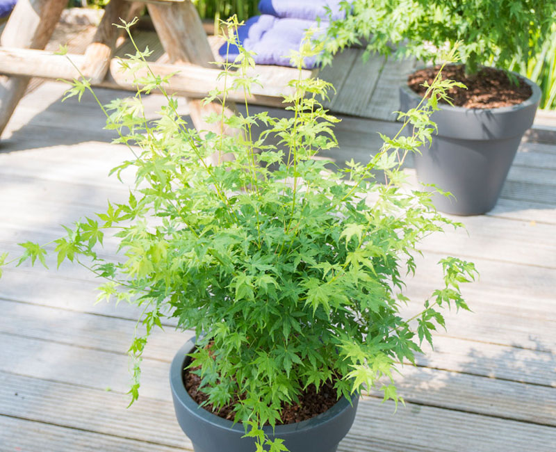 Acer palmatum 'Going Green®'