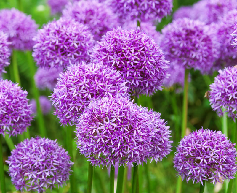 Allium Bumper Pack