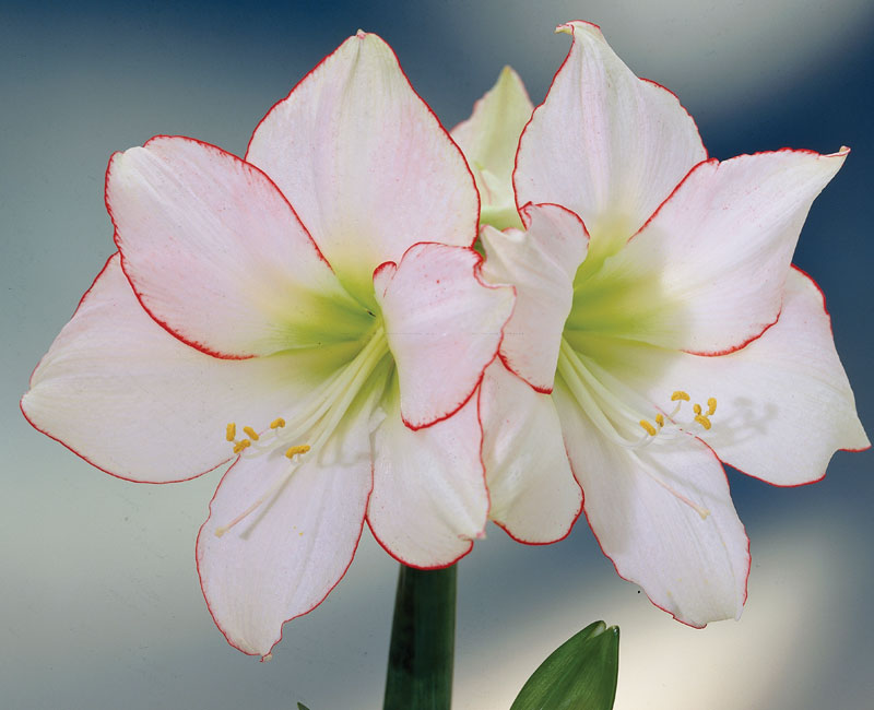 Amaryllis 'Picotee'