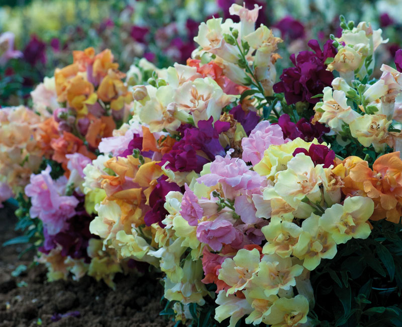 Antirrhinum 'Mini Butterflies Mixed'