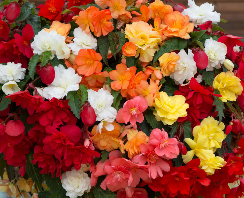 Begonia 'Illumination Mixed'