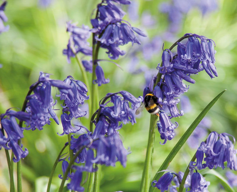 English Bluebells