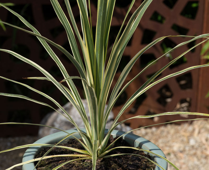 Cordyline 'Lime Passion'