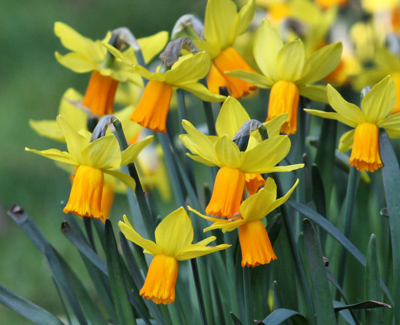 Narcissus 'Jetfire'